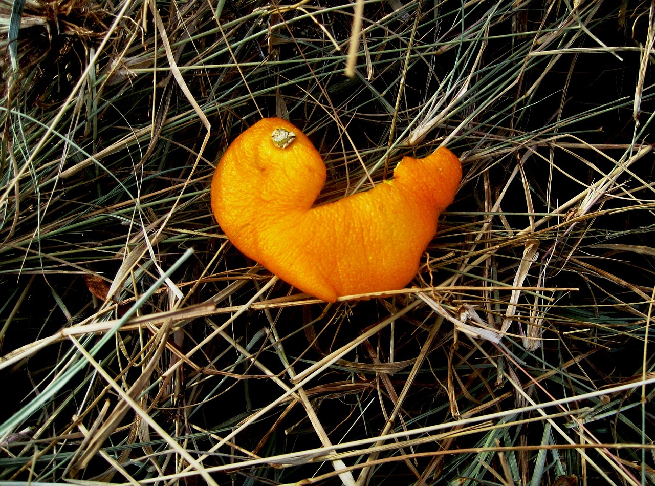 orange-peel-185400_1280
