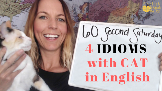 4 english idioms with cat